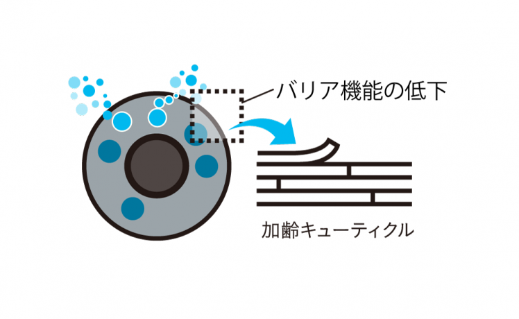 【まとめ】「加齢キューティクル」を防ぎ、美しいキューティクルを目指しましょう