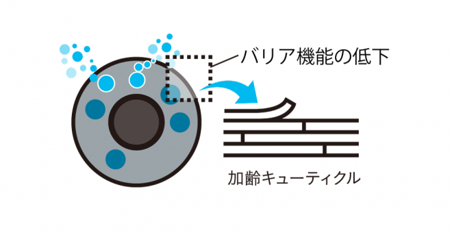 【加齢キューティクル①】頭皮のうるおい不足でキューティクルは薄くなります