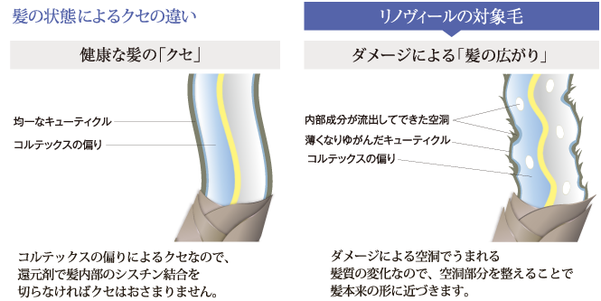 髪の状態によるクセの違い